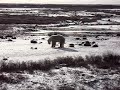 Pounching Polar Bear