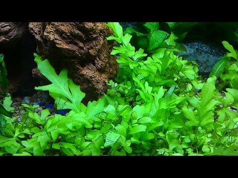 how to grow aquarium plants fast