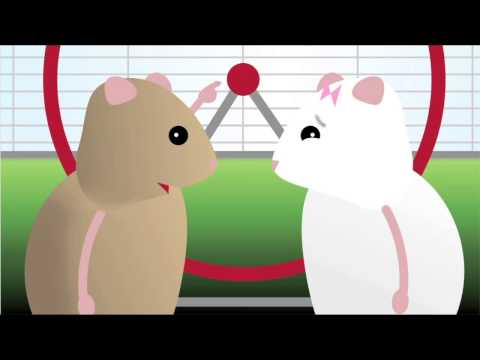 how to care about a hamster