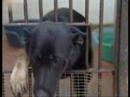Adotta un cane Adotta un cane