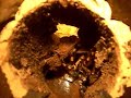 Poecilotheria Regalis (pokie) taking food - gently Poecilotheria Regalis (pokie) taking food - gently