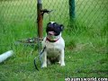 Funny Dog Funny Dog