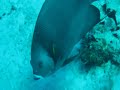 \"Las Palmas\", Cozumel Dive
