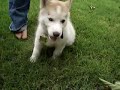Copper - our siberian husky puppy