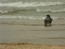 Peregrine Windblown