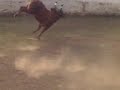 el mejor toro de las fiestas tepec 2008 el mejor toro de las fiestas tepec 2008