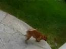 krzy dog