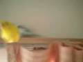 videos de 081230_1435~0001.m4v