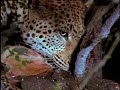 Lion vs Leopard vs Hyena
