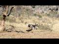 videos de African Wold Dogs in Madikwe Game Reserve