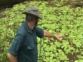 Traveston Dam Weeds and Mosquitoes