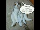 New Funny Cats + a Penquin - AMAZING