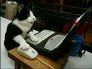 New Funny Cats + a Penquin - AMAZING