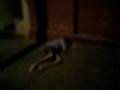 Capote xike de mais o/