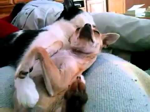 Quem não gosta de carinho?