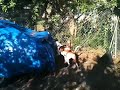 Click here to watch this video B+B Bulldog and ballon 1