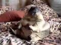 Fat Marmot Eats Graham Cracker View Video