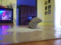 claymation claymation