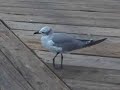 Seabert The Injured Seagull Seabert The Injured Seagull