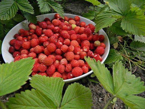 Небывалый Урожай Земляники У Каждого, Кто Следует Этим Правилам.
