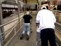 Diversão no Mercado - Descida