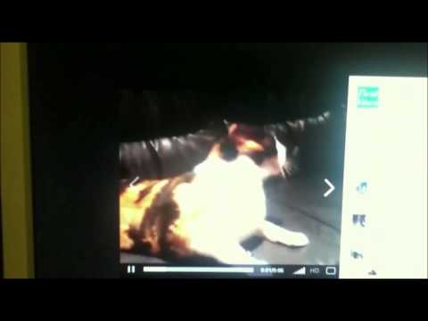 how to ostrich dance vine