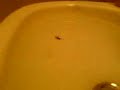 Spider Death