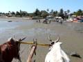 videos de Zebu Cart Dinghy at Tuleara