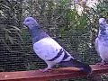 GOLUBOVI TIPLERI