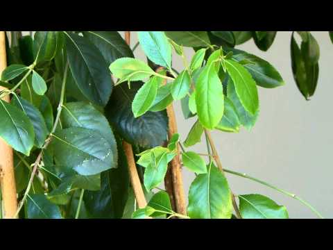 how to grow khat plant indoors