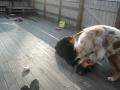Australian shepherd puppies funfight