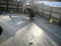 Australian shepherd puppies funfight