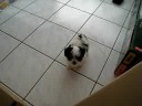Monmon is barking.