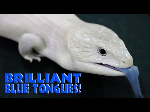 YouTube reptile video