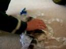 sachi - scottish fold kitten plays with ribbon - part 4