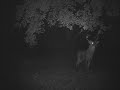 Bushnell Trophy Cam - Infrared Noticable
