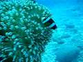 anemonefish