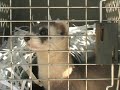 Black-Footed Ferret Release