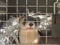 Black-Footed Ferret Release