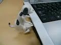 Crazy Dog USB - fucking cool
