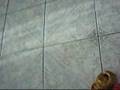 videos de Gallo jackass