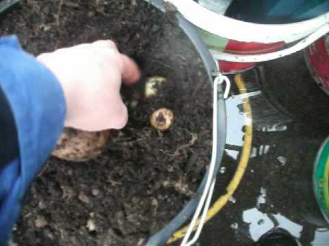 how to grow new potatoes for xmas