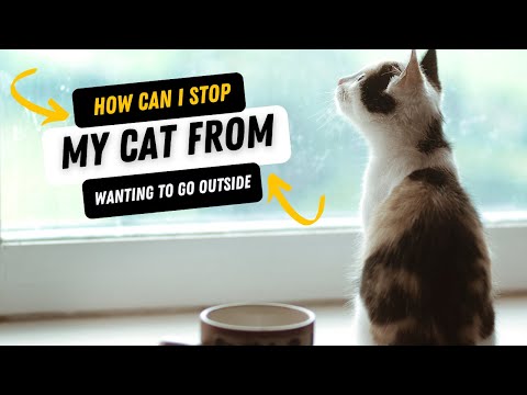 How Can I Stop My Cat From Wanting To Go Outside?