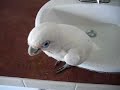 Sammie the Cockatoo Takes a Bath