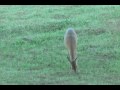 Black Jack Doe 121809.wmv