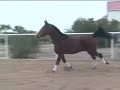 Bay,Cleveland,Sporthorse