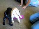 Baby Pugs playing