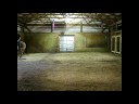 Half arabian buckskin HuntSeat Prospect