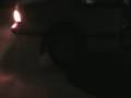 Ford Thunderbird Burnout 1