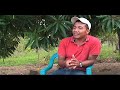(Parte 2)  Agrocombustibles, Monocultivos y Territorio en América Central  (Honduras, El Salvador)
